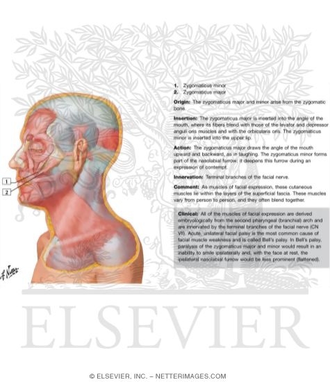Muscles of Facial Expression: Lateral View