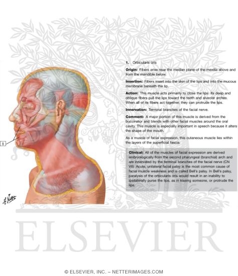 Muscles of Facial Expression: Lateral View