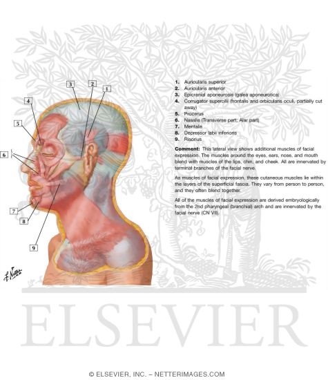 Watermarked preview of labeled image: Muscles of Facial Expression: Lateral View