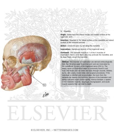 Watermarked preview of labeled image: Temporal Region: Muscles of Mastication