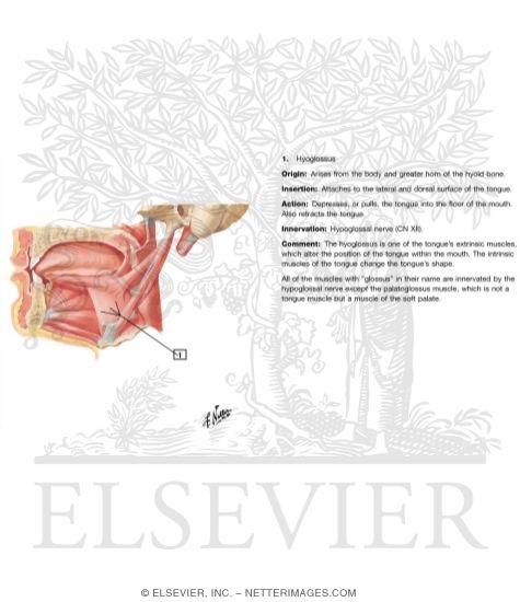Oral Cavity: Tongue