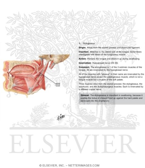 Watermarked preview of labeled image: Oral Cavity: Tongue