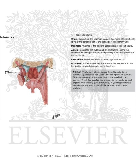 Oral Cavity: Palate
