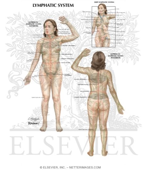 Watermarked preview of labeled image: Lymphatic System