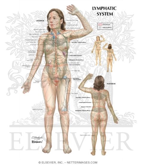 Lymphatic System