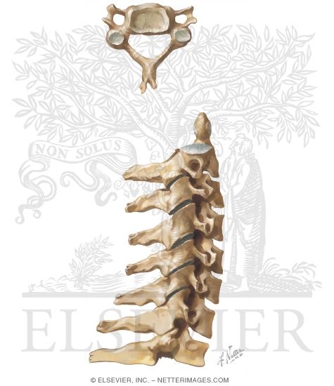 Cervical Vertebrae