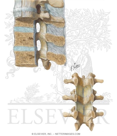 Watermarked preview of unlabeled image: Vertebral Ligaments: Lumbar Region