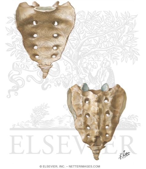 Sacrum and Coccyx