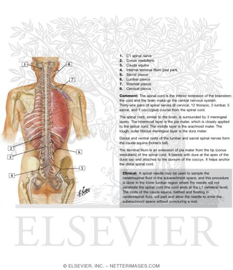 Spinal Cord and Ventral Rami In Situ