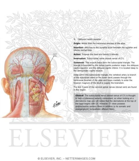 Suboccipital Triangle