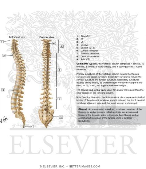 Vertebral Column: The Spine