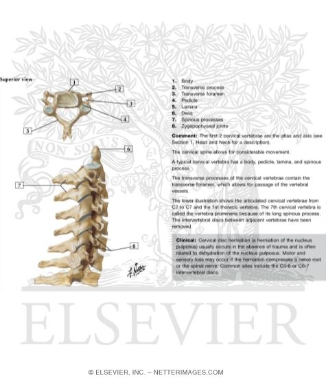 Cervical Vertebrae