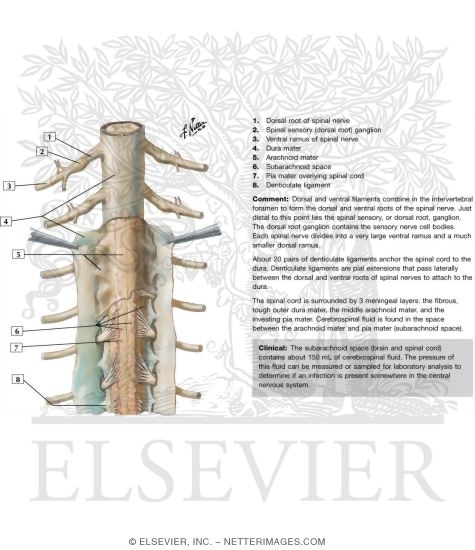 Spinal Meninges