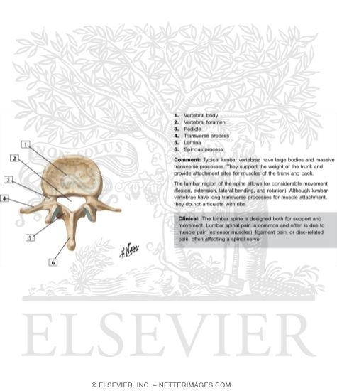 Second Lumbar Vertebra