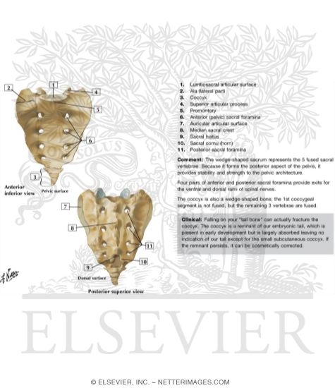 Sacrum and Coccyx