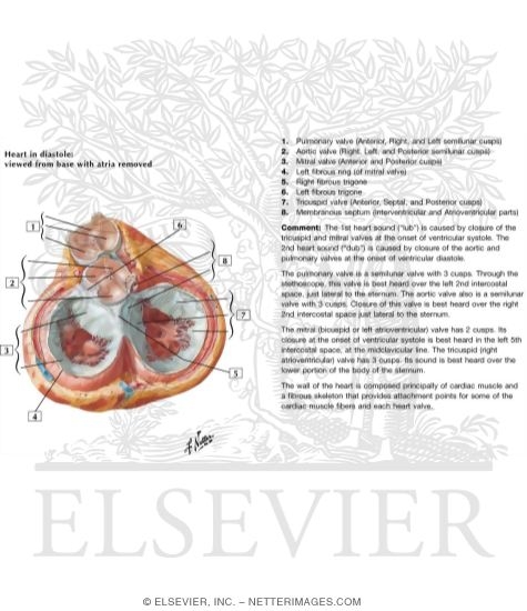 Watermarked preview of labeled image: Pericardium and Heart: Valves and Fibrous Skeleton
