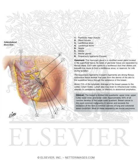 Mammary Gland
