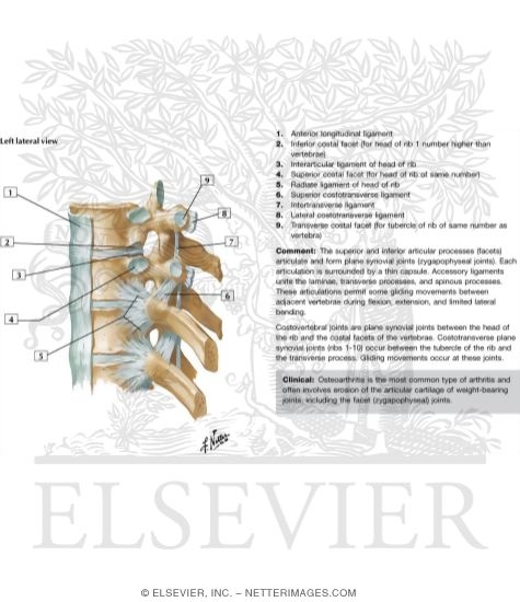 Thoracic Vertebrae and Rib Attachments