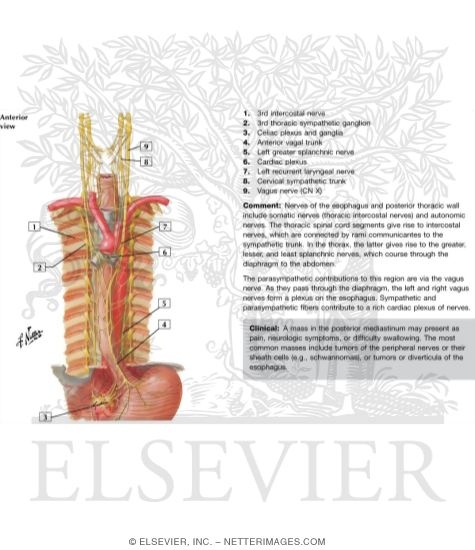 Innervation of Esophagus