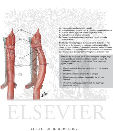 Watermarked preview of labeled image: Musculature of the Esophagus