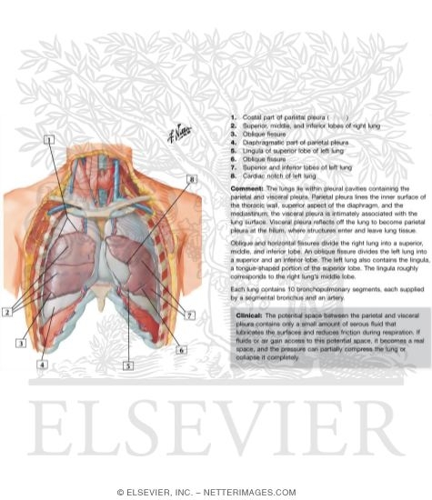 Watermarked preview of labeled image: Anterior Relations of the Heart