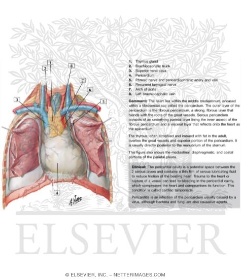 Watermarked preview of labeled image: Thoracic Cage Heart In Situ