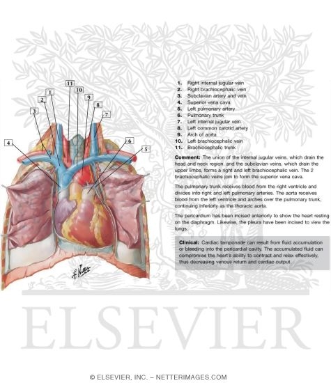 Watermarked preview of labeled image: Heart: Anterior Exposure
Position of the Heart-Right Ventricle Anterior