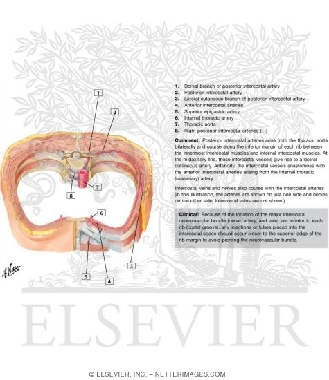 Course and Relations of Intercostal Nerves and Arteries
Intercostal Nerves and Arteries