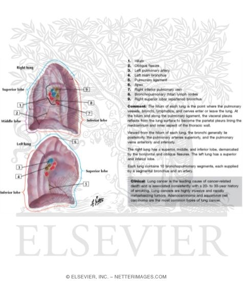 Watermarked preview of labeled image: Lungs: Medial Views 
Medial Surface of Lungs