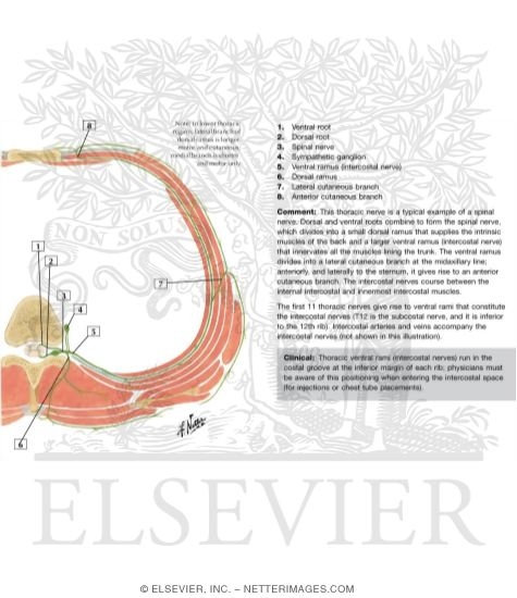 Schematic Diagram of Typical Spinal (Thoracic) Nerve
Typical Thoracic Spinal Nerve