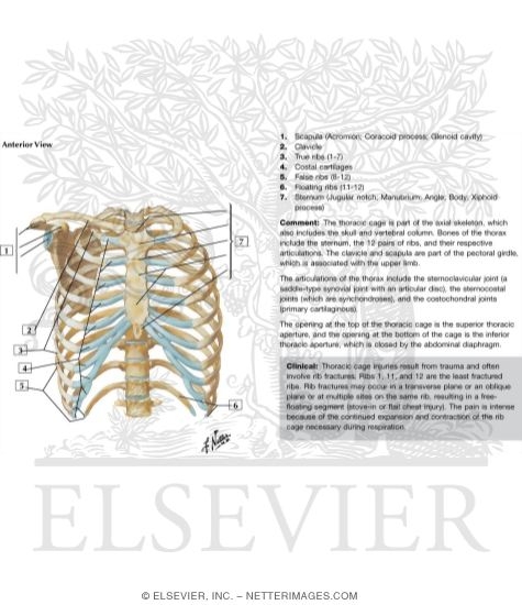 Thoracic Wall: Thoracic Cage (Skeleton)