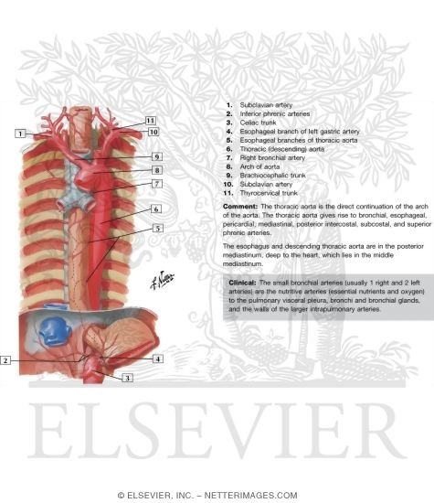 Mediastinum Esophagus And Thoracic Aorta
