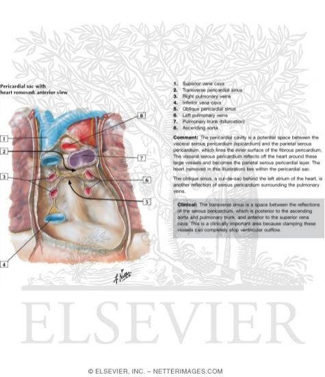 Pericardial Sac With Heart Removed: Anterior View
