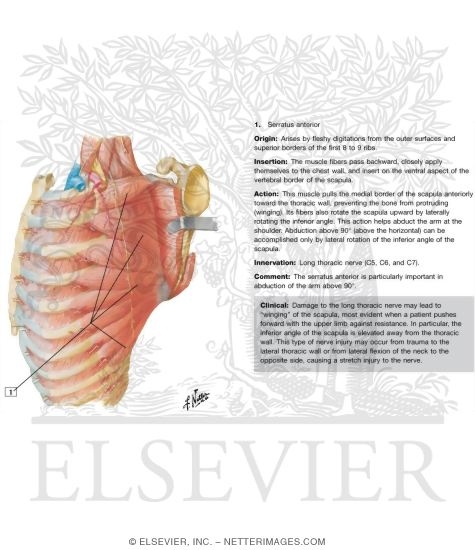 Nerve of Brachial Plexus: Long Thoracic Nerve