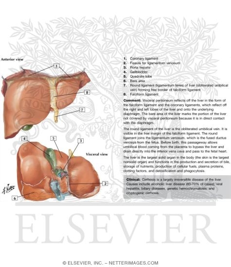 Surfaces and Bed of Liver