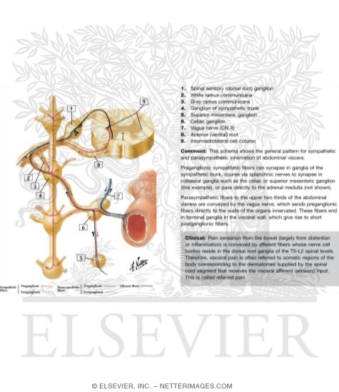 Autonomic Reflex Pathways: Schema