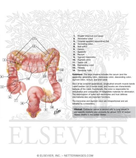 Large Intestine Structure
Mucosa and Musculature of Colon
Mucosa and Musculature of Large Intestine
Structure of Colon