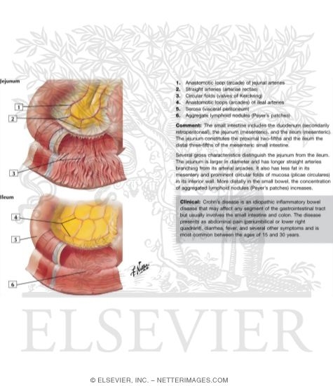 Watermarked preview of labeled image: Mucosa and Musculature of Small Intestine
Small Intestine Structure