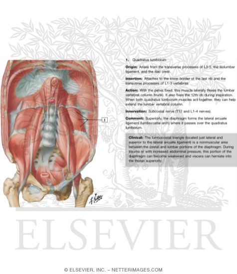 Watermarked preview of labeled image: Posterior Abdominal Wall: Internal View