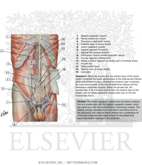 Watermarked preview of labeled image: Anterior Abdominal Wall: Deep Dissection
Anterolateral Abdominal Wall