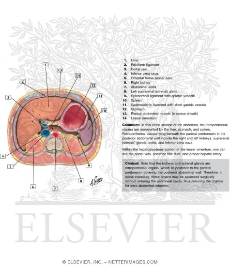 Peritoneum