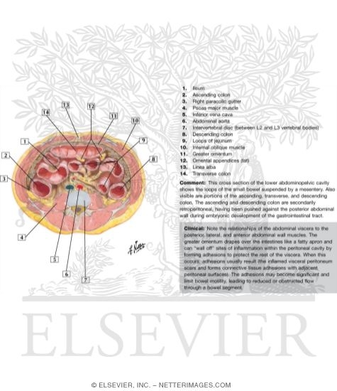 Peritoneum
Schematic Cross Section of Abdomen At L2, L3, and L4