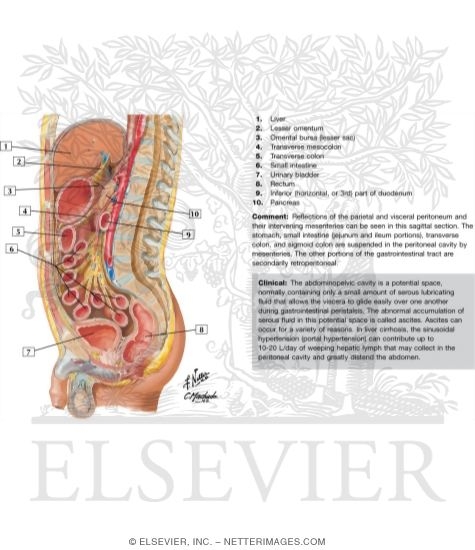 Abdominal Wall and Viscera: Median (Sagittal) Section
Peritoneum