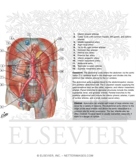 Arteries Of Posterior Abdominal Wall Blood Supply Of The Abdomen