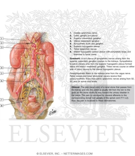 Innervation of Kidneys, Ureters and Bladder
Nerves of Kidneys, Ureters and Urinary Bladder