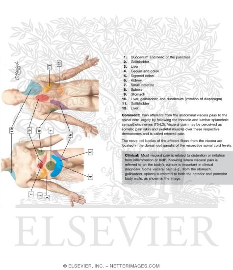 Visceral Referred Pain