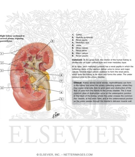 Watermarked preview of unlabeled image: Kidney Sectioned