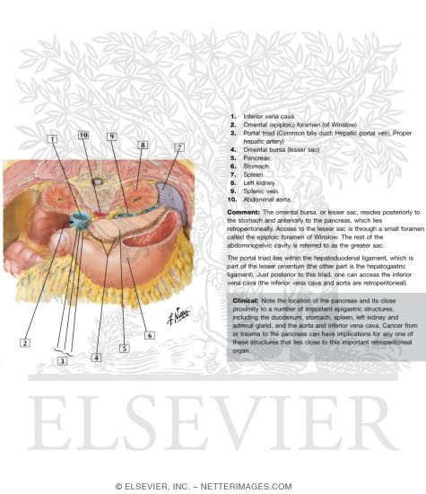 Watermarked preview of labeled image: Omental Bursa: Cross Section