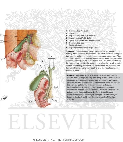 Watermarked preview of labeled image: Gallbladder and Extrahepatic Bile Ducts