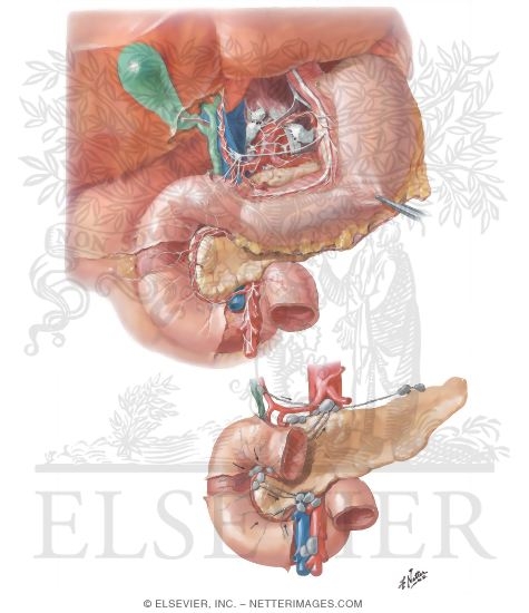 Nerve Supply and Lymphatic Drainage of Duodenum